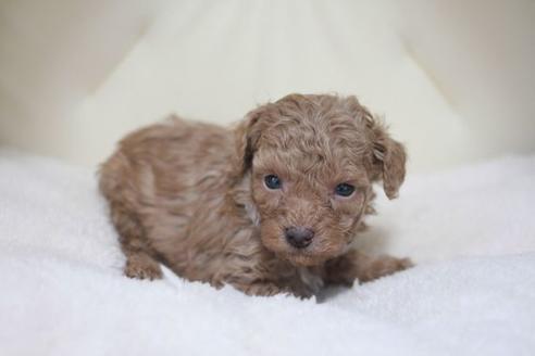 成約済の滋賀県のトイプードル-44225の1枚目