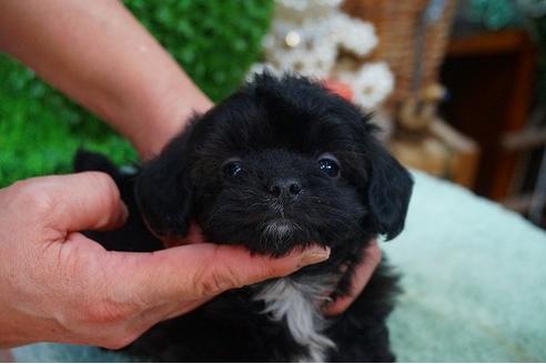 成約済の京都府のミックス犬-43629の3枚目