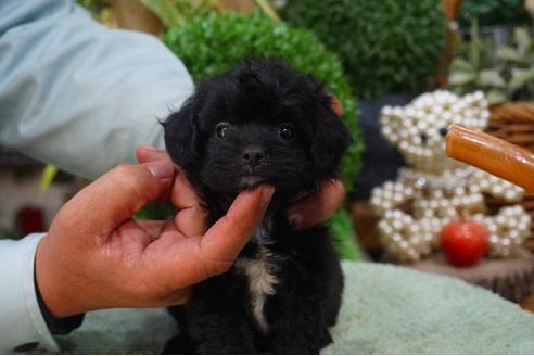 成約済の京都府のミックス犬-43629の1枚目