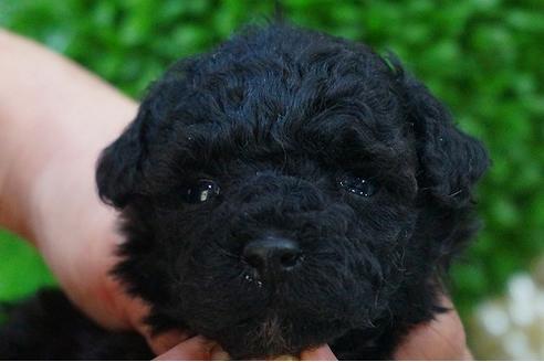 成約済の京都府のトイプードル-43984の3枚目