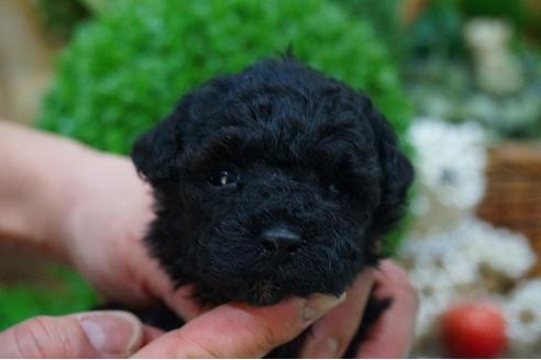 成約済の京都府のトイプードル-43984の2枚目