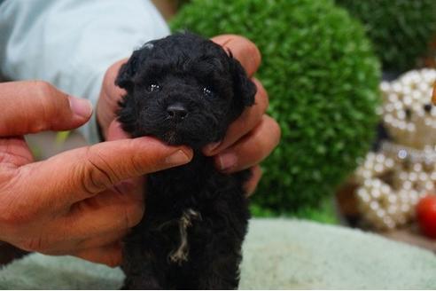 成約済の京都府のトイプードル-43984の1枚目