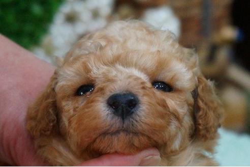 成約済の京都府のトイプードル-43986の3枚目