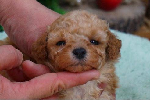 成約済の京都府のトイプードル-43986の2枚目