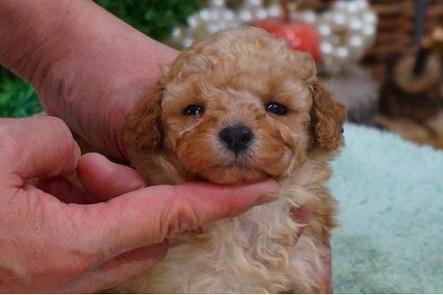 成約済の京都府のトイプードル-43986の1枚目