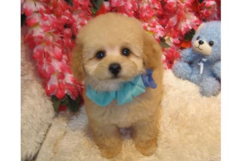 成約済の茨城県のトイプードル-44252の3枚目