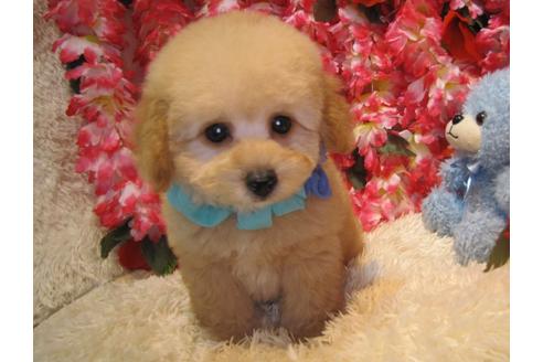 成約済の茨城県のトイプードル-44252の4枚目