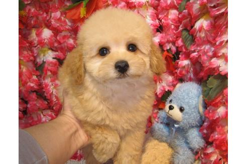 成約済の茨城県のトイプードル-44252の1枚目