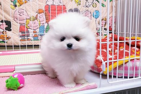 成約済の秋田県のポメラニアン-44261の3枚目