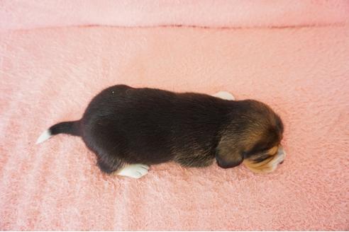 成約済の奈良県のビーグル-44308の3枚目