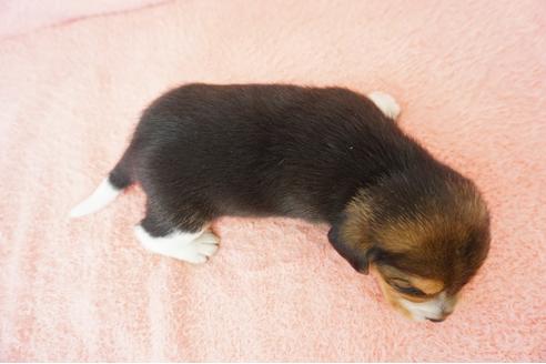成約済の奈良県のビーグル-44309の4枚目