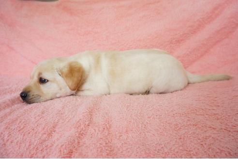 成約済の奈良県のラブラドールレトリーバー-43487の2枚目