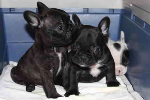 成約済の愛知県のフレンチブルドッグ-43135の5枚目
