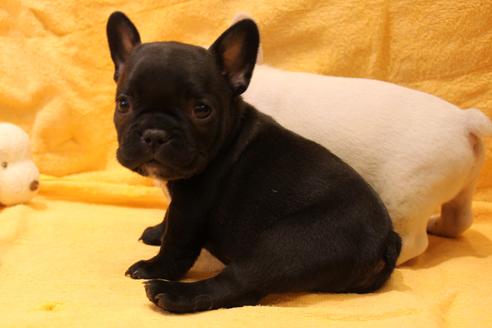 成約済の愛知県のフレンチブルドッグ-43135の3枚目