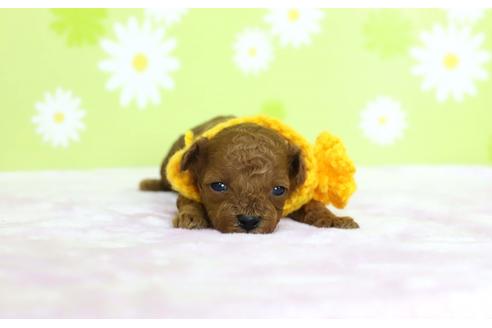 成約済の大分県のトイプードル-44356の4枚目