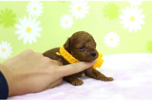 成約済の大分県のトイプードル-44356の5枚目