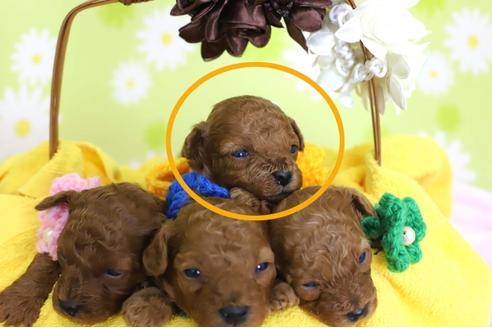 成約済の大分県のトイプードル-44356の2枚目