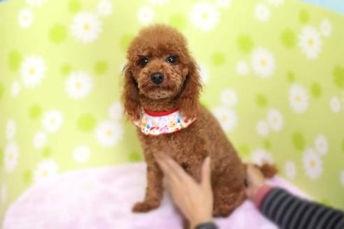 成約済の大分県のトイプードル-44356の3枚目