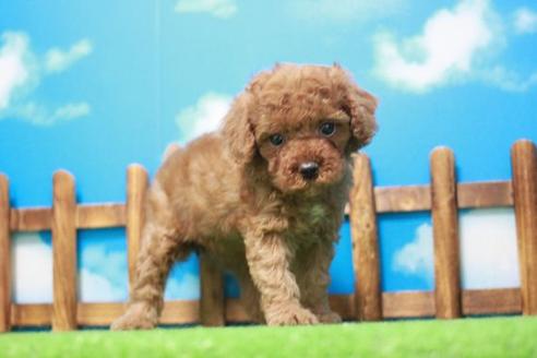 成約済の滋賀県のトイプードル-43508の2枚目