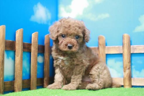 成約済の滋賀県のトイプードル-43508の1枚目