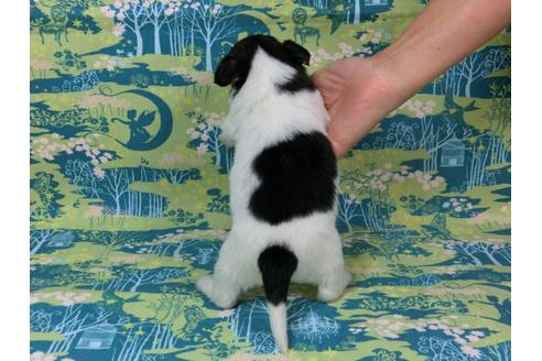 成約済の千葉県のパピヨン-44379の1枚目