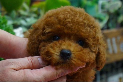 成約済の京都府のトイプードル-43624の3枚目