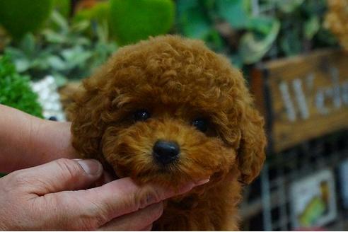 成約済の京都府のトイプードル-43624の2枚目