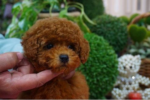 成約済の京都府のトイプードル-43624の1枚目