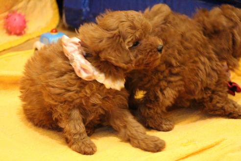 成約済の愛知県のトイプードル-42478の1枚目