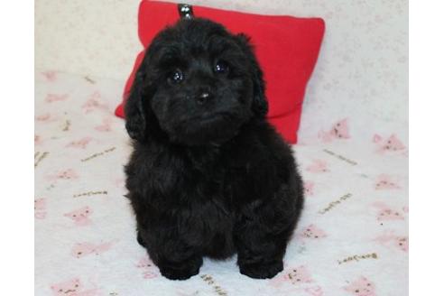 成約済の埼玉県のミックス犬-43356の5枚目