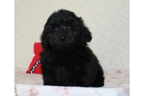 成約済の埼玉県のミックス犬-43356の4枚目