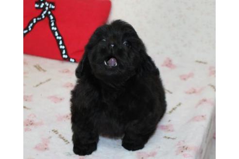 成約済の埼玉県のミックス犬-43356の3枚目