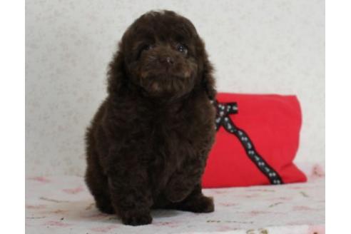 成約済の埼玉県のミックス犬-43357の5枚目