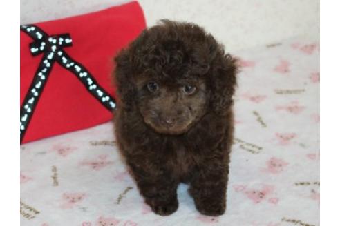 成約済の埼玉県のミックス犬-43357の4枚目