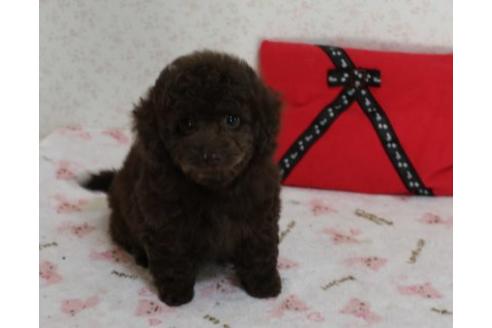 成約済の埼玉県のミックス犬-43357の3枚目
