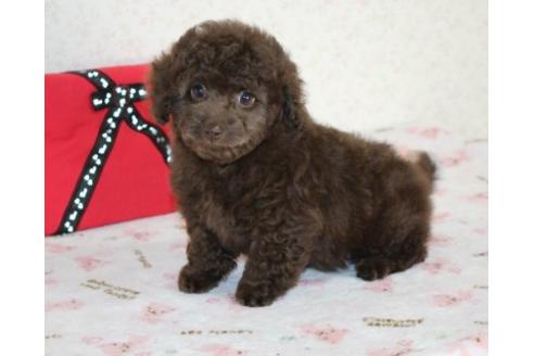 成約済の埼玉県のミックス犬-43357の2枚目
