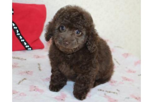 成約済の埼玉県のミックス犬-43357の1枚目