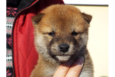 成約済の埼玉県の柴犬-44486の4枚目