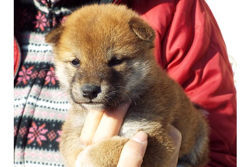 成約済の埼玉県の柴犬-44486の3枚目