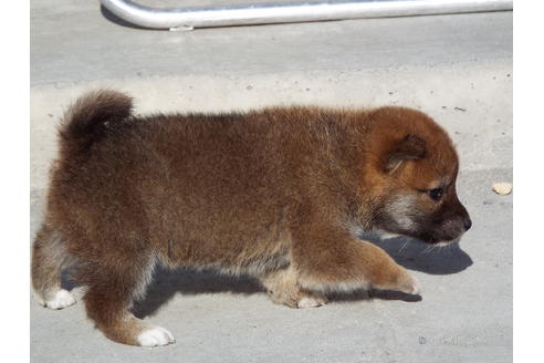 成約済の埼玉県の柴犬-44486の2枚目