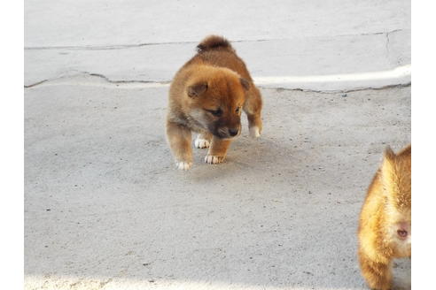 成約済の埼玉県の柴犬-44486の1枚目