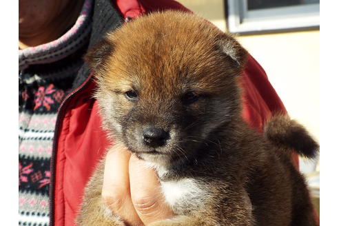 成約済の埼玉県の柴犬-44488の3枚目