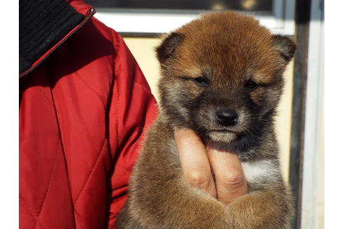 成約済の埼玉県の柴犬-44488の2枚目