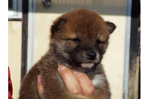 成約済の埼玉県の柴犬-44488の1枚目
