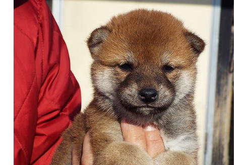 成約済の埼玉県の柴犬-44489の4枚目