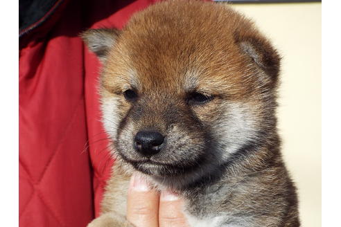 成約済の埼玉県の柴犬-44489の3枚目