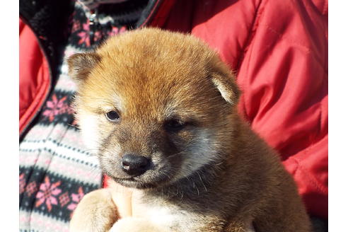 成約済の埼玉県の柴犬-44489の2枚目