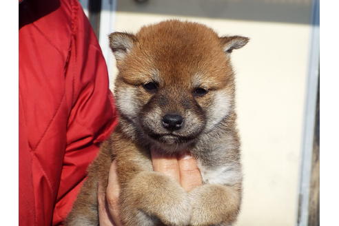 成約済の埼玉県の柴犬-44489の1枚目