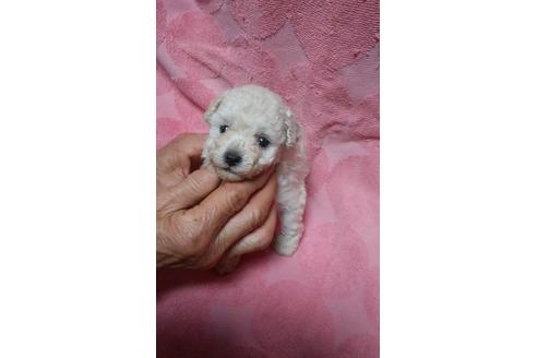 成約済の熊本県のトイプードル-44493の3枚目