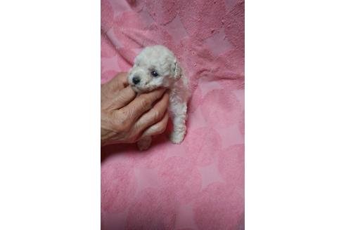 成約済の熊本県のトイプードル-44493の1枚目